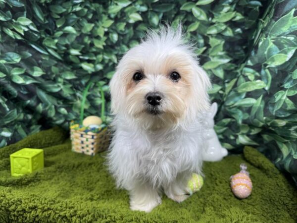 maltese-puppies-for-sale-breedlove-s-kennel